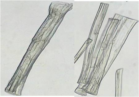 亚麻、苎麻、大麻纤维的鉴别研究