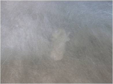 蚕丝被的质量问题及现场鉴别