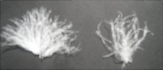 鹅、鸭羽毛羽绒结构特征研究