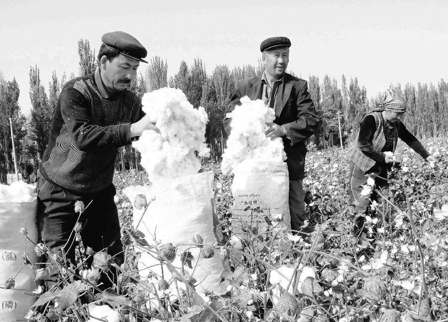 新疆棉花产业迅速崛起