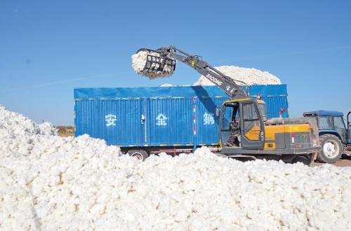 新疆阿拉尔的棉花丰收了