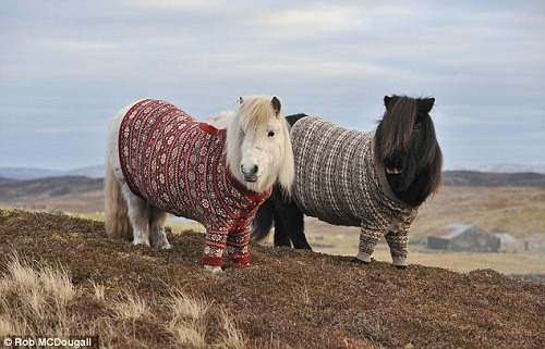 这两匹小型马穿上了具有苏格兰特色的费尔岛针织衫